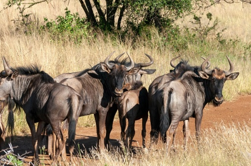 6 Days Ndutu Wildebeest Migration in December 2026/2027