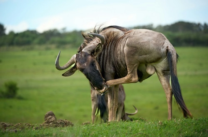 6 Days Ndutu Wildebeest Migration  in January 2027/2028
