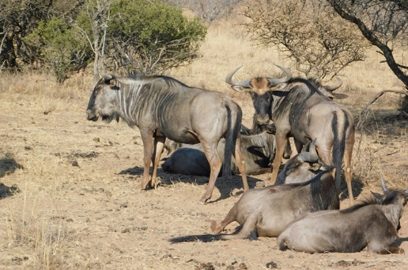 6 Days Private Tarangire Serengeti Ndutu Ngorongoro Safari