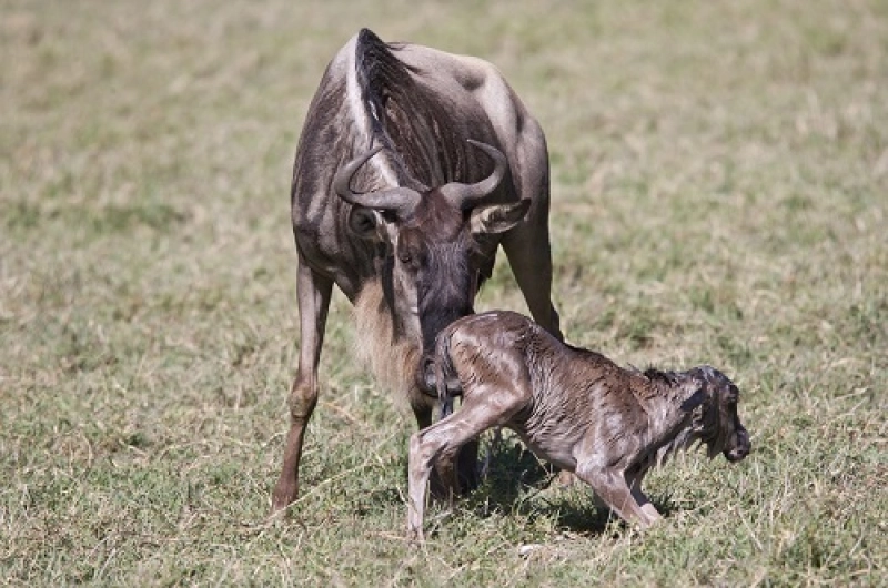 6 Days Tarangire, Serengeti, Ndutu, and Ngorongoro Safari