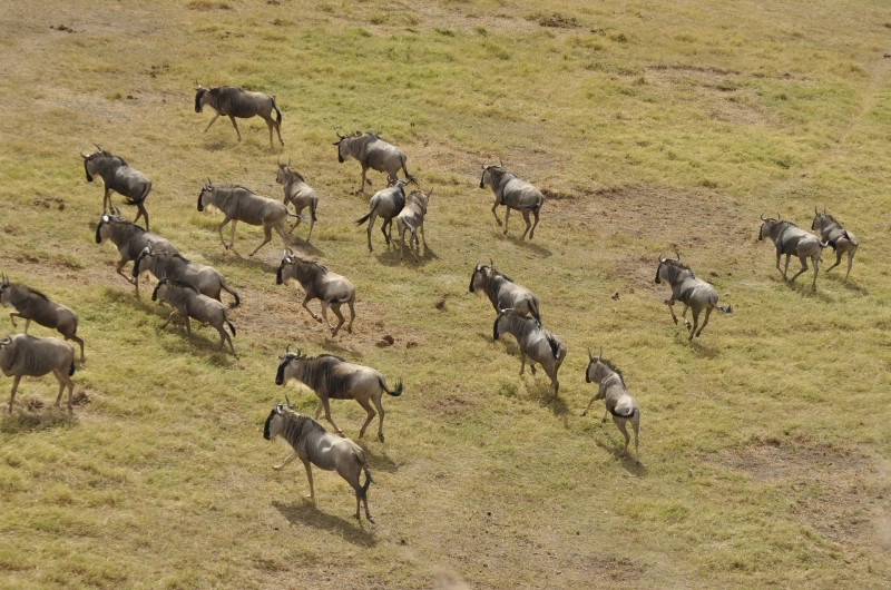 6 Days Wildebeest Calving Safari in Ndutu and Serengeti