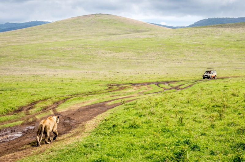 7 Days Kilimanjaro Marangu Route And Ngorongoro Safari