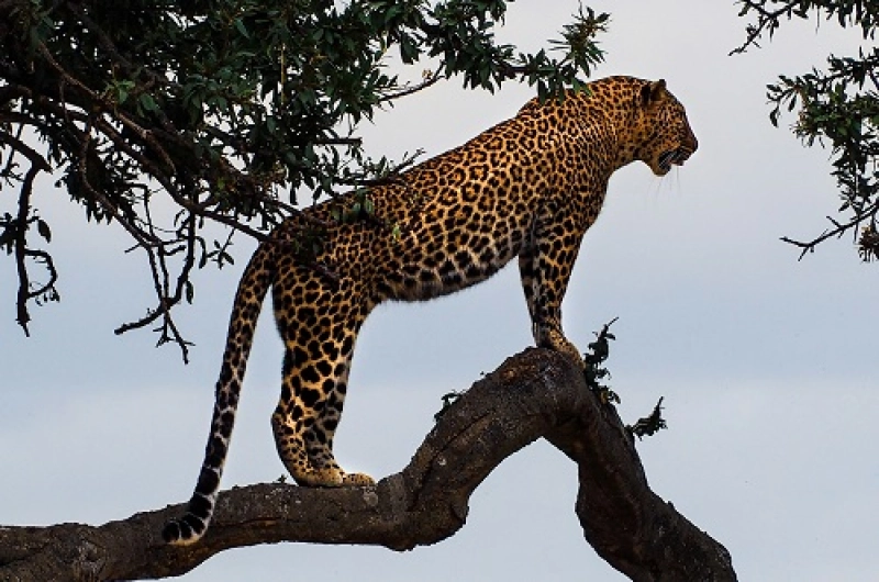 8 Days Marangu Route And Serengeti Ngorongoro Safari