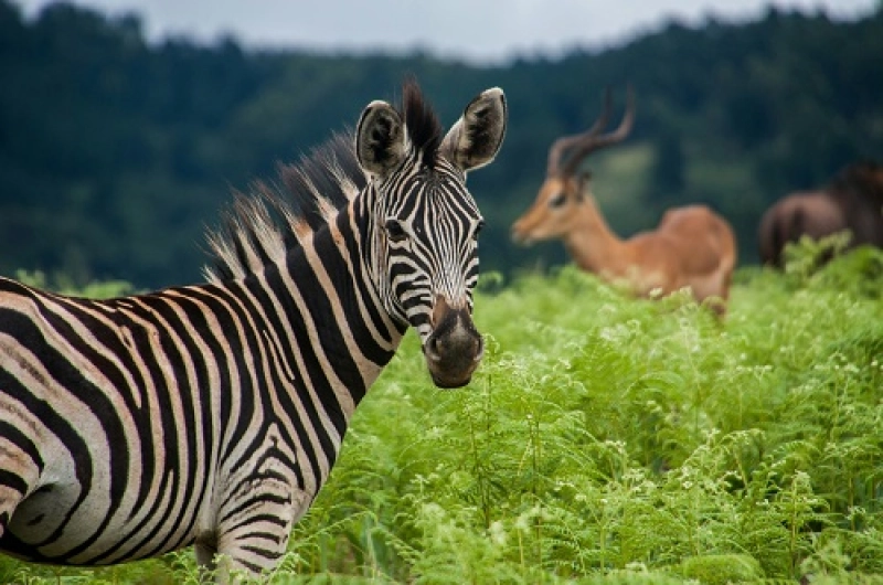 9 Days Marangu Trek and Safari Wildlife Adventure