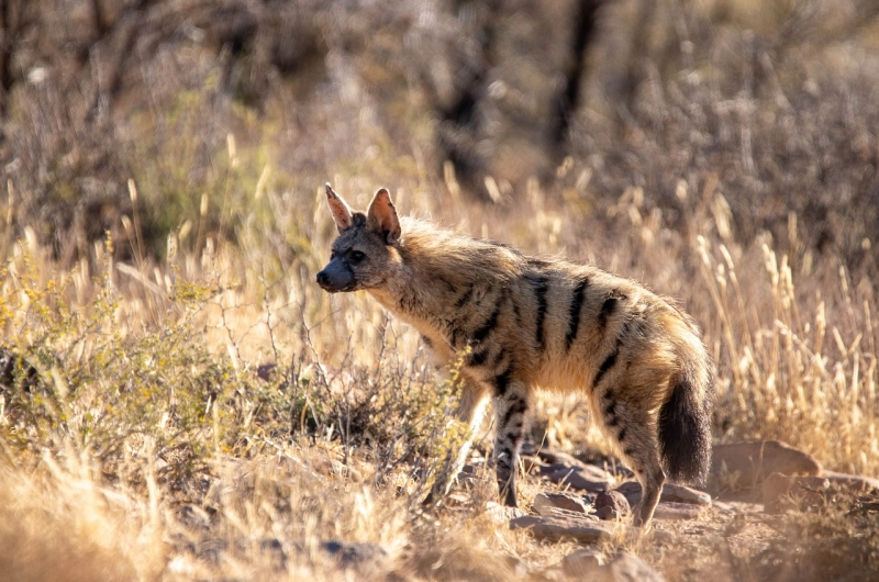 The Elusive Aardwolf in Tanzania: Safari Adventure Awaits