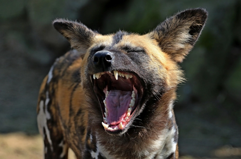 African Wild Dog Safari in Tanzania: A Rare Wildlife Tour