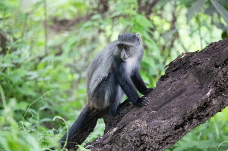 Discover the Blue Monkey: Best Tanzania Safari Adventures