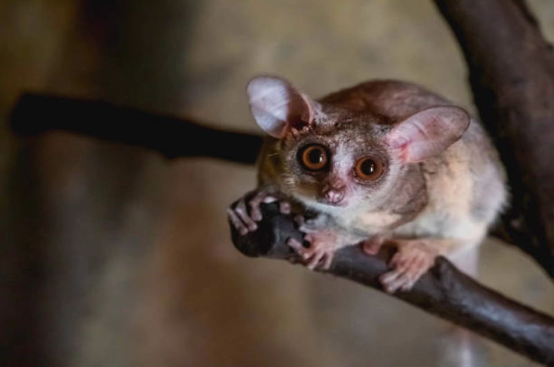 The Enchanting Bush Baby in Tanzania Safari