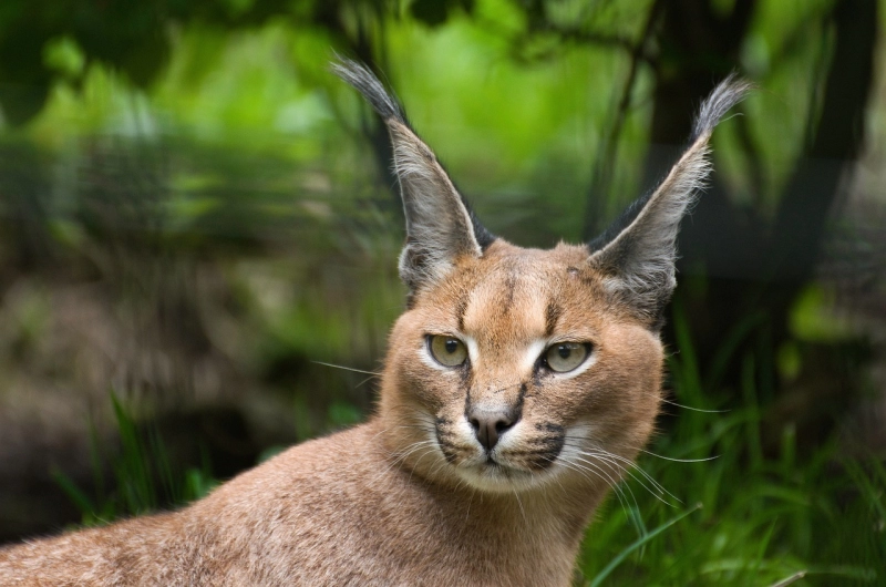 Discover the Caracal: Safari Adventures in Tanzania