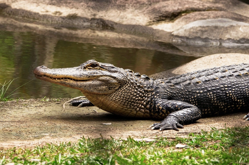 Discover Crocodiles on Tanzania Crocodile Safari