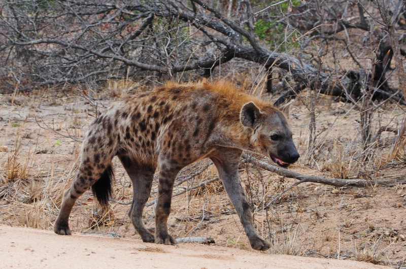 Hyena Safari in Tanzania: Discover Misunderstood Predator