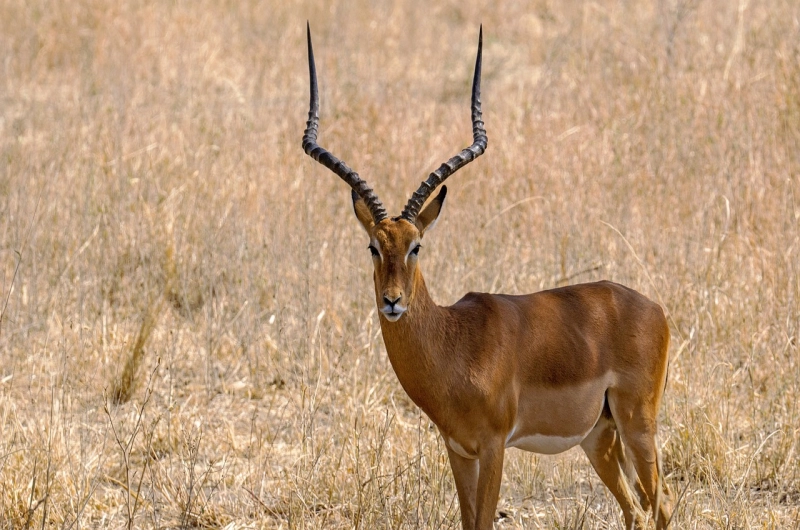 Exploring the Graceful Impala on a Safari in Tanzania