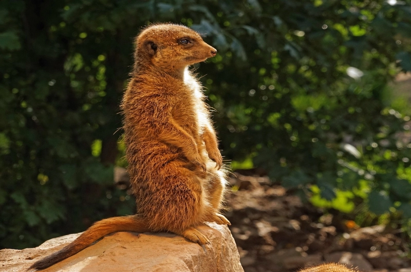 Mongoose in Tanzania Safari with Dwarf and Banded Species