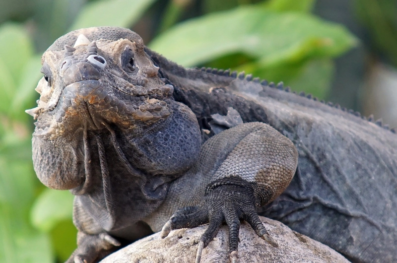 Monitor Lizard on Tanzania Safari Adventure