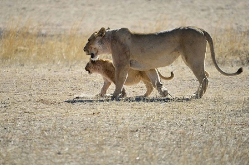 Ngorongoro Crater Group Safari Packages for 2026 and 2027