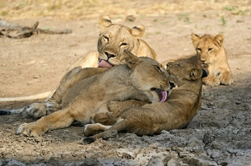 Best Serengeti Group Safari Packages from Arusha 2026/2027