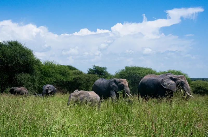 Tanzania Group Joining Safaris: Affordable Daily Trips