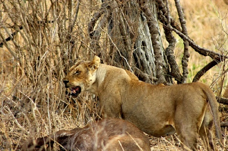 Tanzania Safari Itinerary – Customize Your Perfect Routes