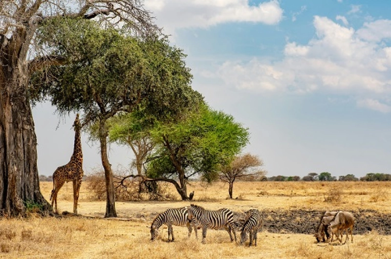 Tanzania Safari Tours From Armenia