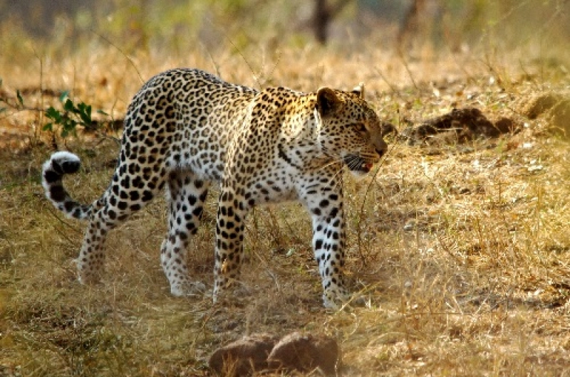 Tanzania Safari Tours From Austria