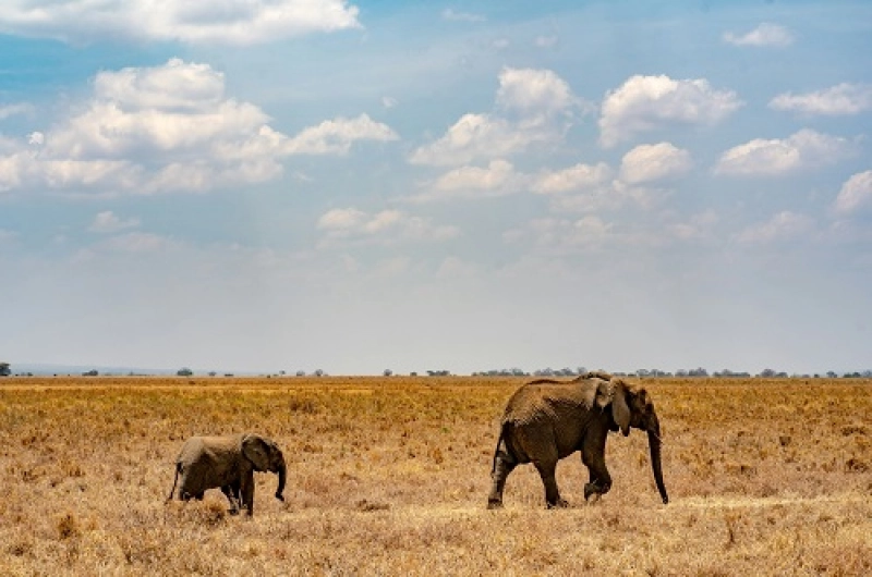 Tanzania Safari Tours From Bahrain