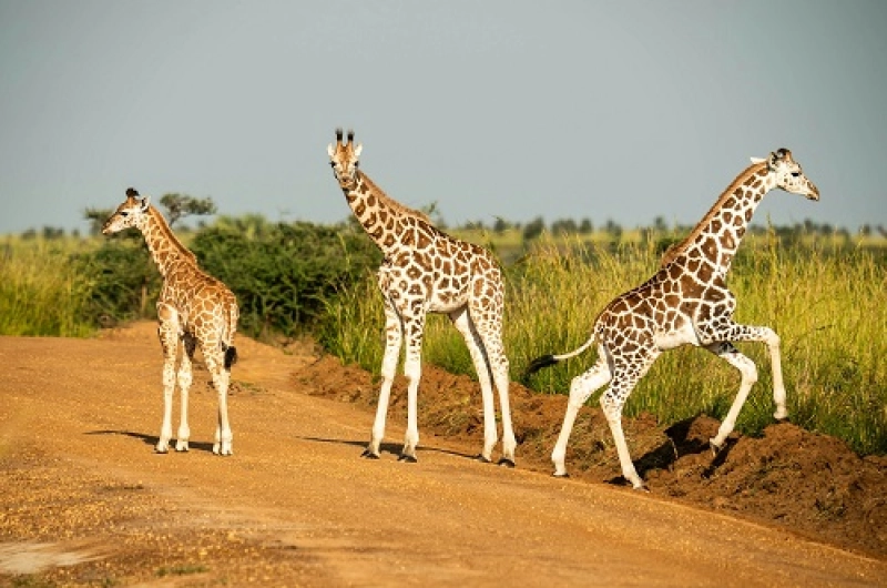 Tanzania Safari Tours From Belarus