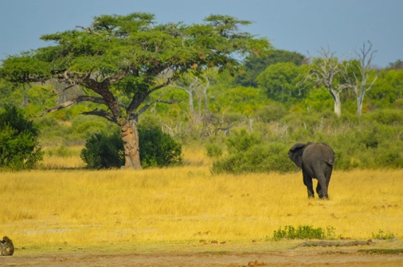 Tanzania Safari Tours From Brunei