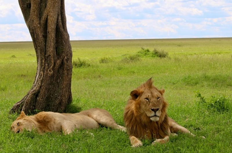 Tanzania Safari Tours From China
