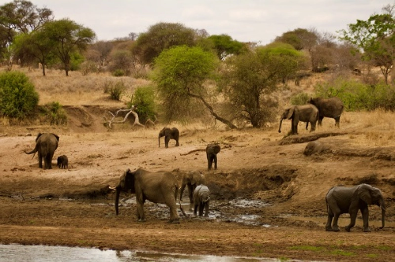 Tanzania Safari Tours From Cyprus