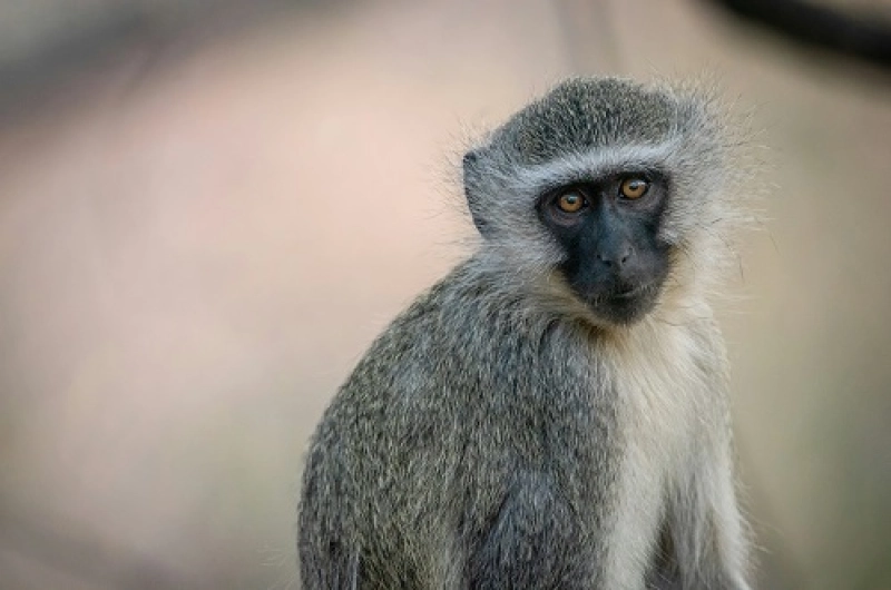 Tanzania Safari Tours From Denmark