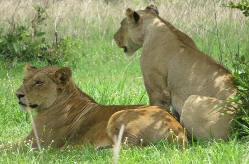 Tanzania Safari Tours From France