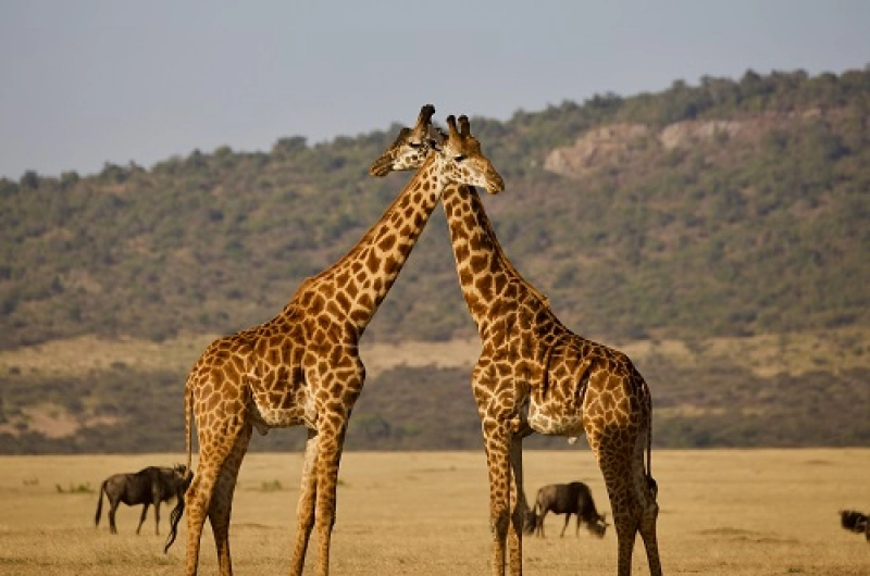 Tanzania Safari Tours From Jordan