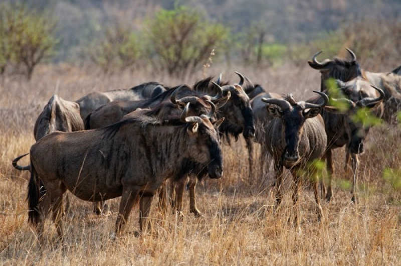 Tanzania Safari Tours From Latvia