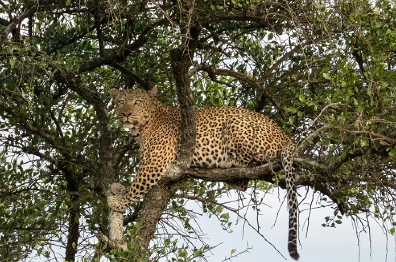 Tanzania Safari Tours From Moldova