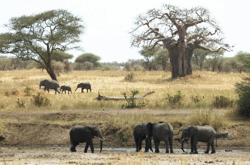 Tanzania Safari Tours From Monaco