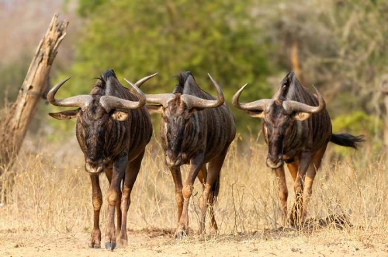 Tanzania Safari Tours From Mongolia