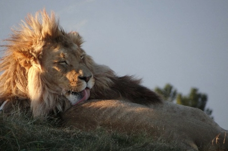 Tanzania Safari Tours From Nepal