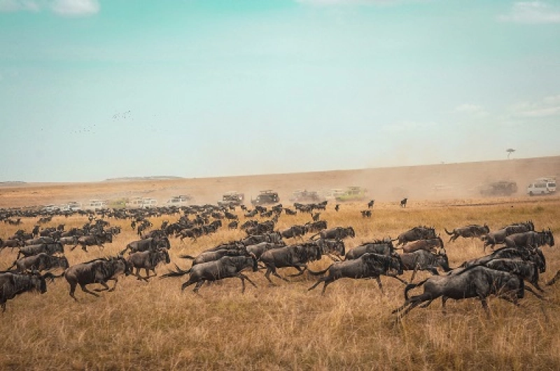 Tanzania Safari Tours From Philippines