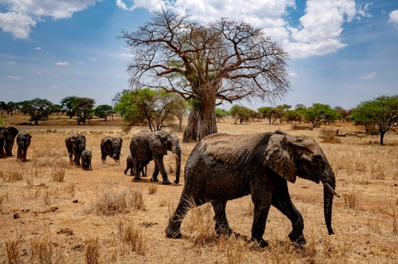 Tanzania Safari Tours From Qatar