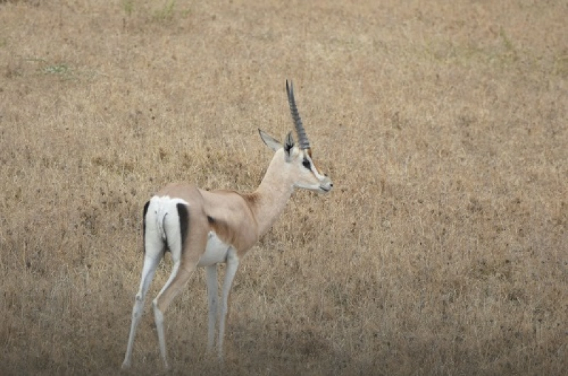 Tanzania Safari Tours From Singapore