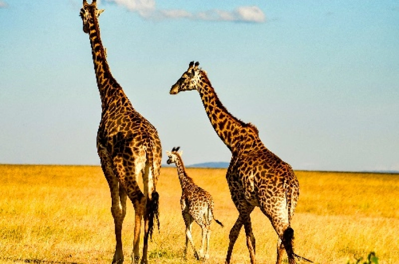 Tanzania Safari Tours From Slovenia