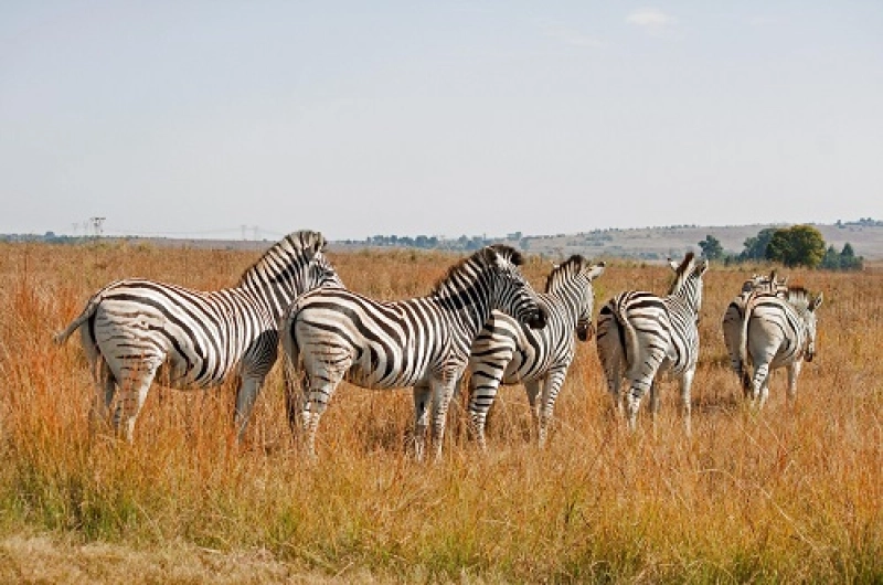 Tanzania Safari Tours From Spain: Africa Nature Travel