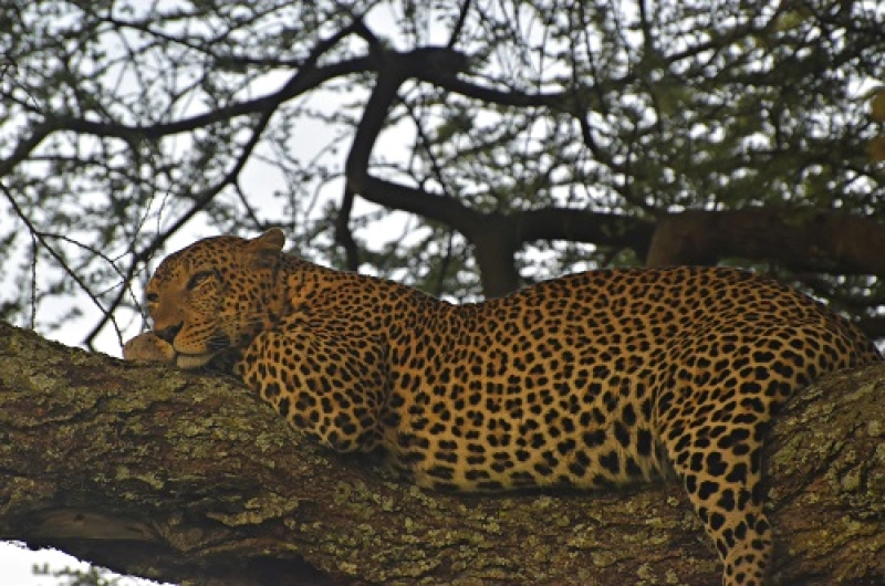 Tanzania Safari Tours From Timor-Leste