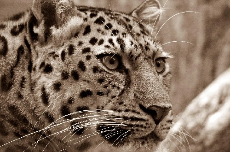 Tanzania Safari Tours From United Kingdom