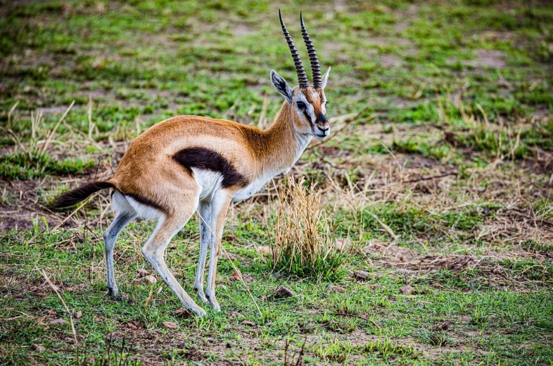 Thomson’s Gazelle: A Star of Tanzania’s Wildlife Safaris