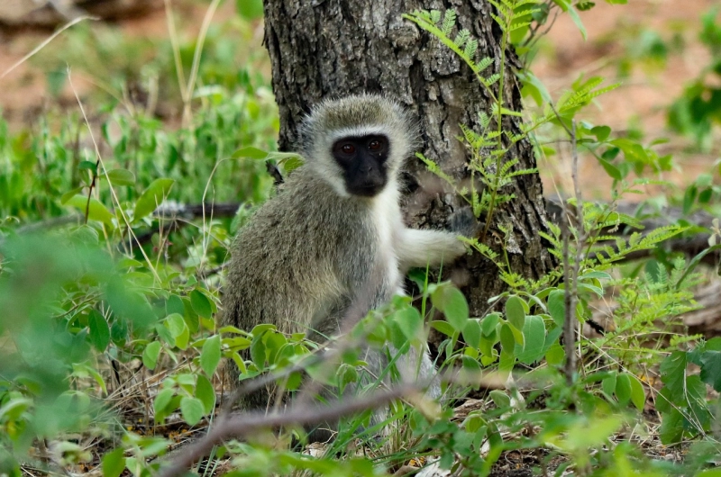 Explore Vervet Monkey in Tanzania Safari Adventures